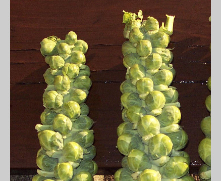 Brussel Sprout Recipe