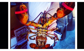 Gorgeous Maine Lobster is ready to be paired with a Pinot Gris